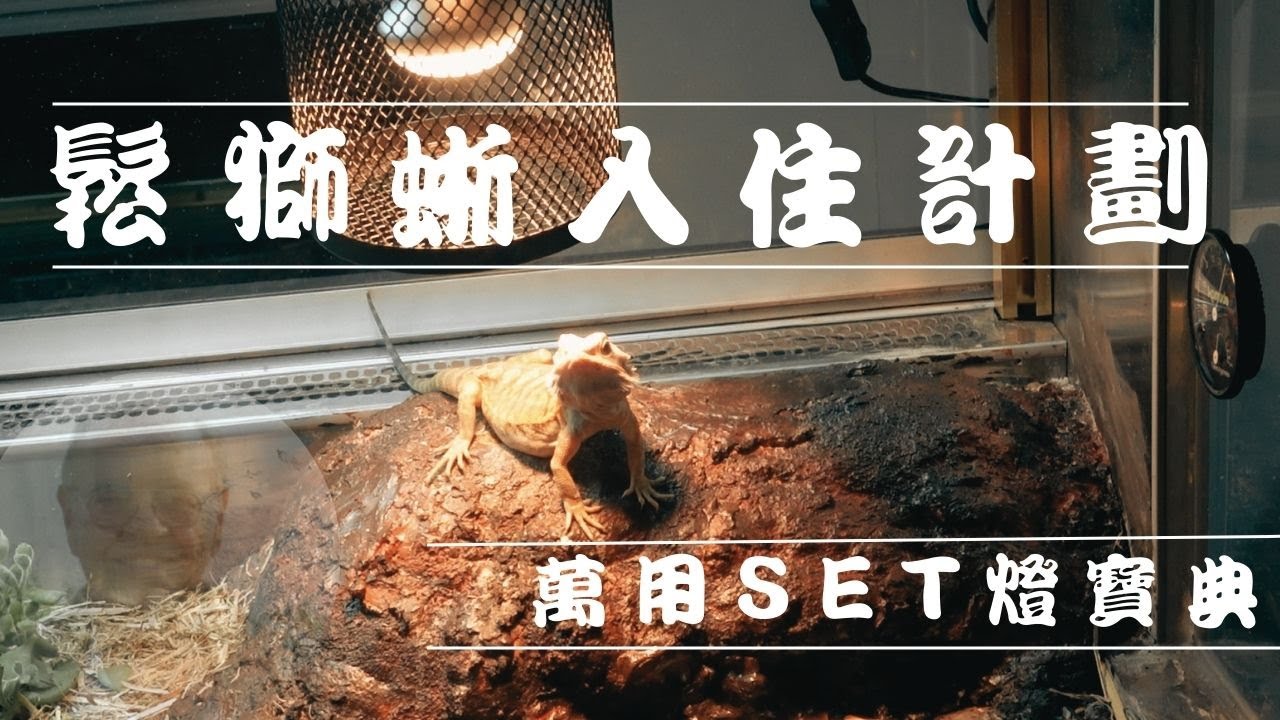 【解蜥·鬆獅蜥】-- 萬用 set 燈寶典