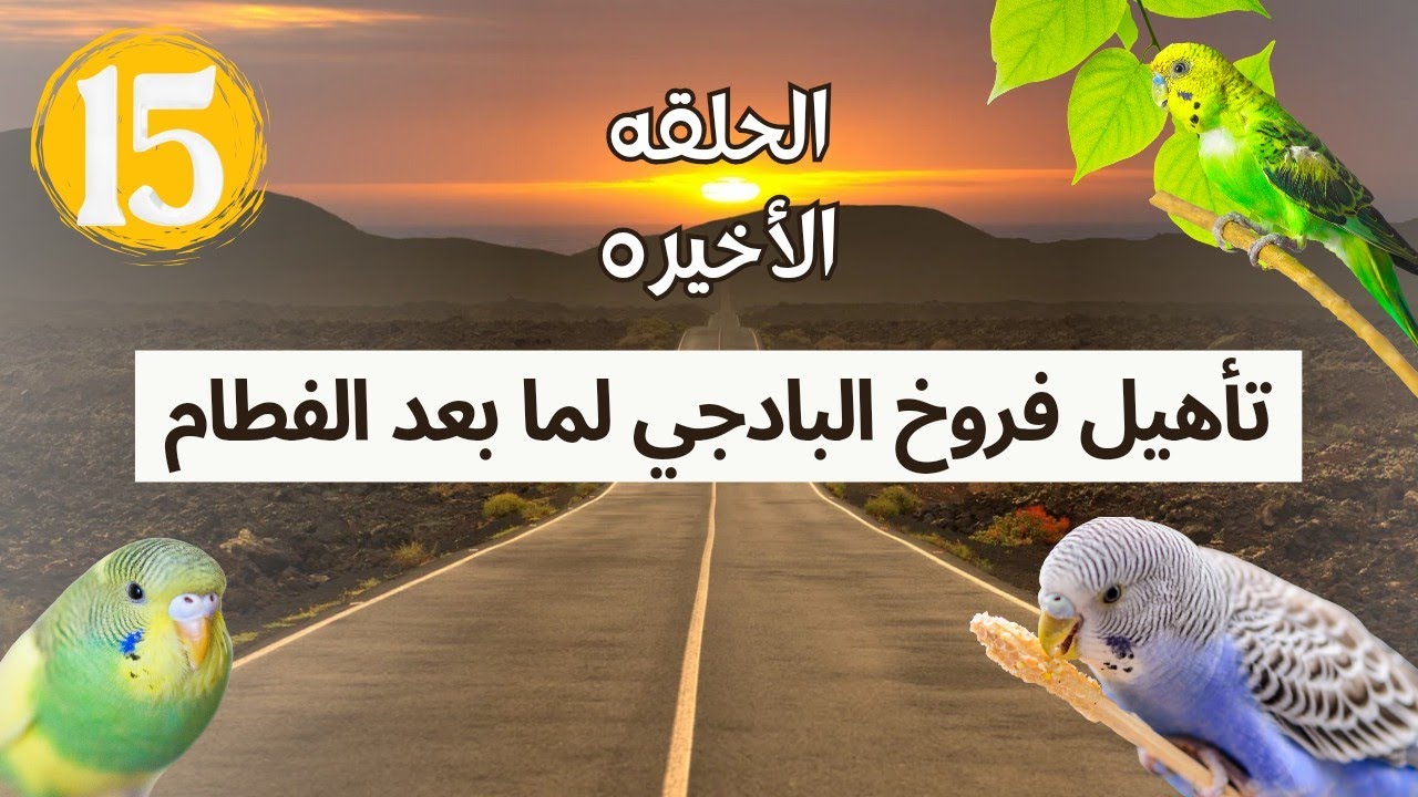 بلاش تضيع مجهودك وانت بتفطم الزغاليل