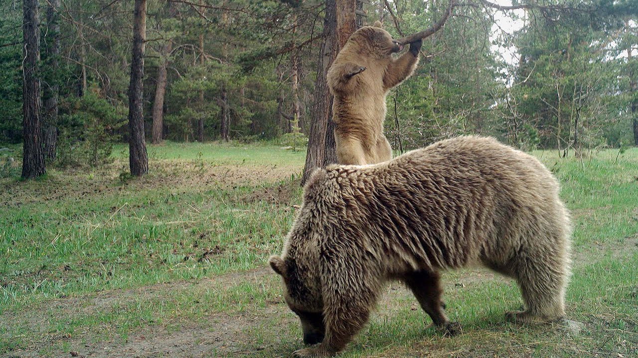 Karadeniz’de popülasyonu artan ayılar korkutuyor