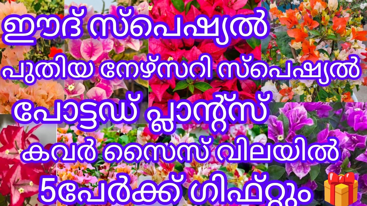 ഈദ് സ്പെഷ്യൽ &പുതിയ നഴ്സറി  സ്പെഷ്യൽ വീഡിയോ BIG  OFFER... POTTED PLANTS കവർ സൈസ് വിലയിൽ. 5 പേർക്ക് 🎁