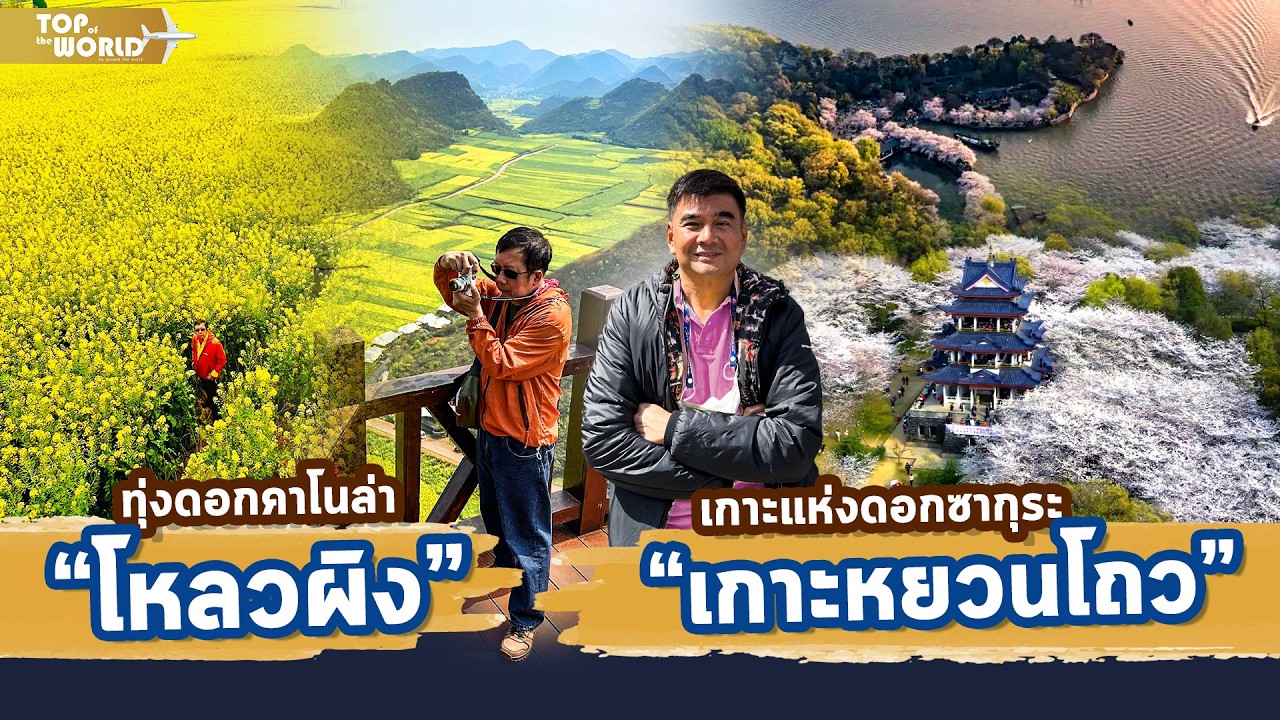 ทุ่งคาโนล่า และ ซากุระ ที่เกาะหัวเต่า  | Top of the World