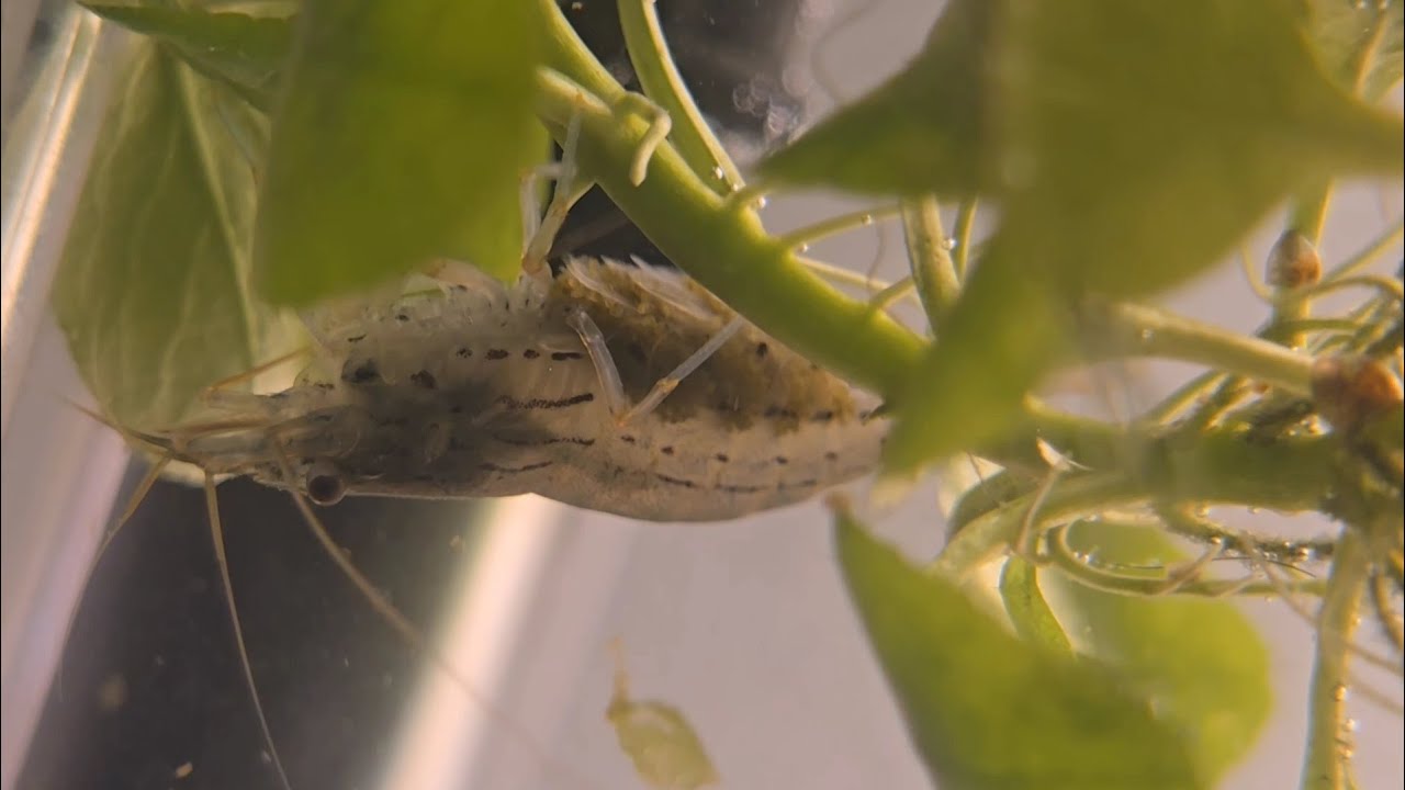 Hatching and growing Amano shrimp. Full growth cycle progression (from eggs to shrimplets)