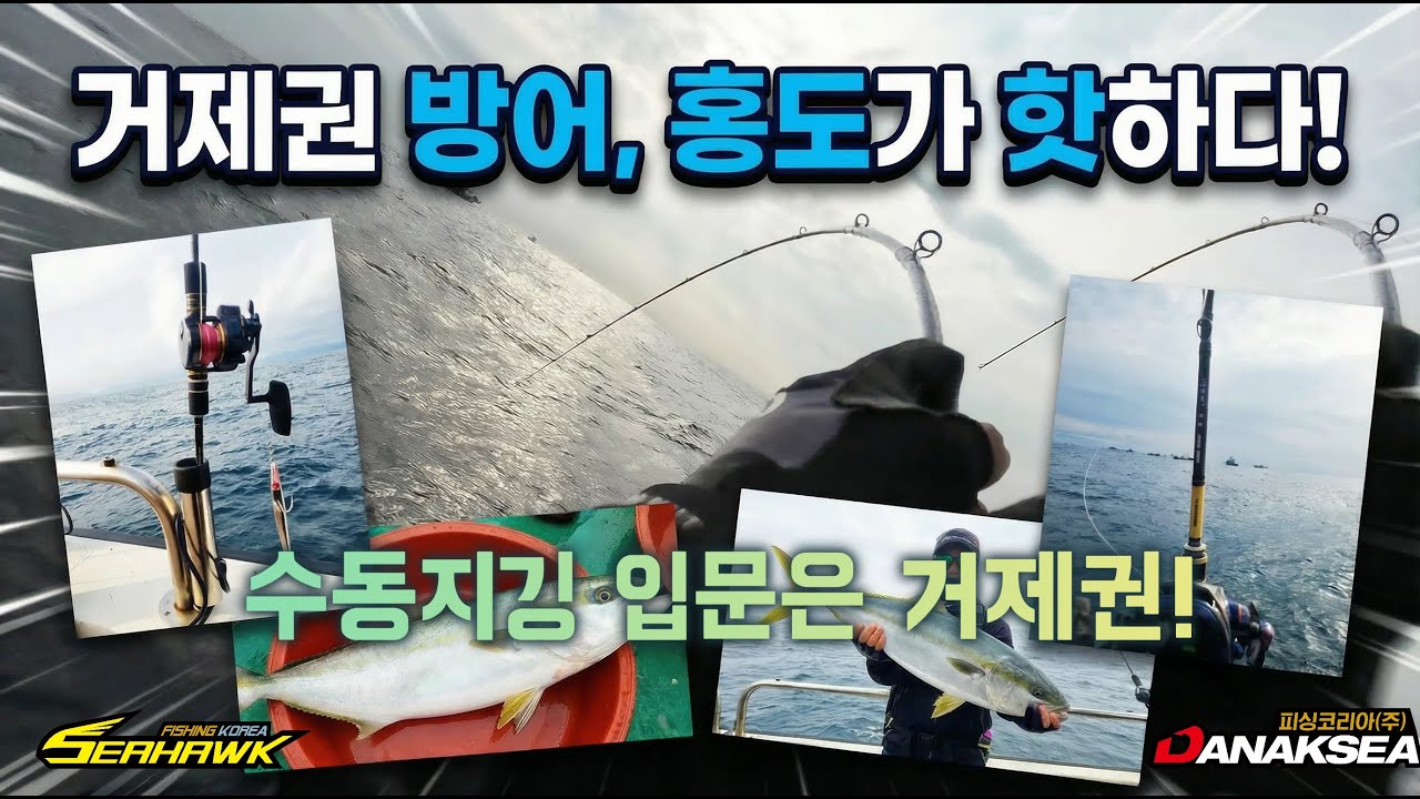 홍도에서 만난 방어들! 거제 방어지깅낚시 - 거제 블루호
