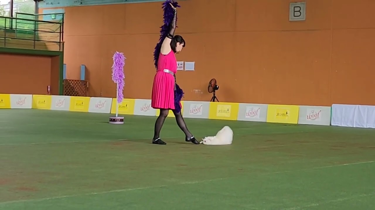 2023 第1回 JKC本部ドッグダンス競技会 Attraction Class - Miu @ Maltese