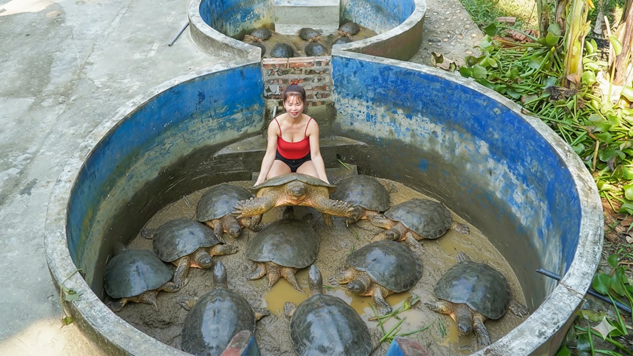 Harvest Many Soft-Shelled Turtles After 9 Month of Raising On The Farm Go To Market Sell