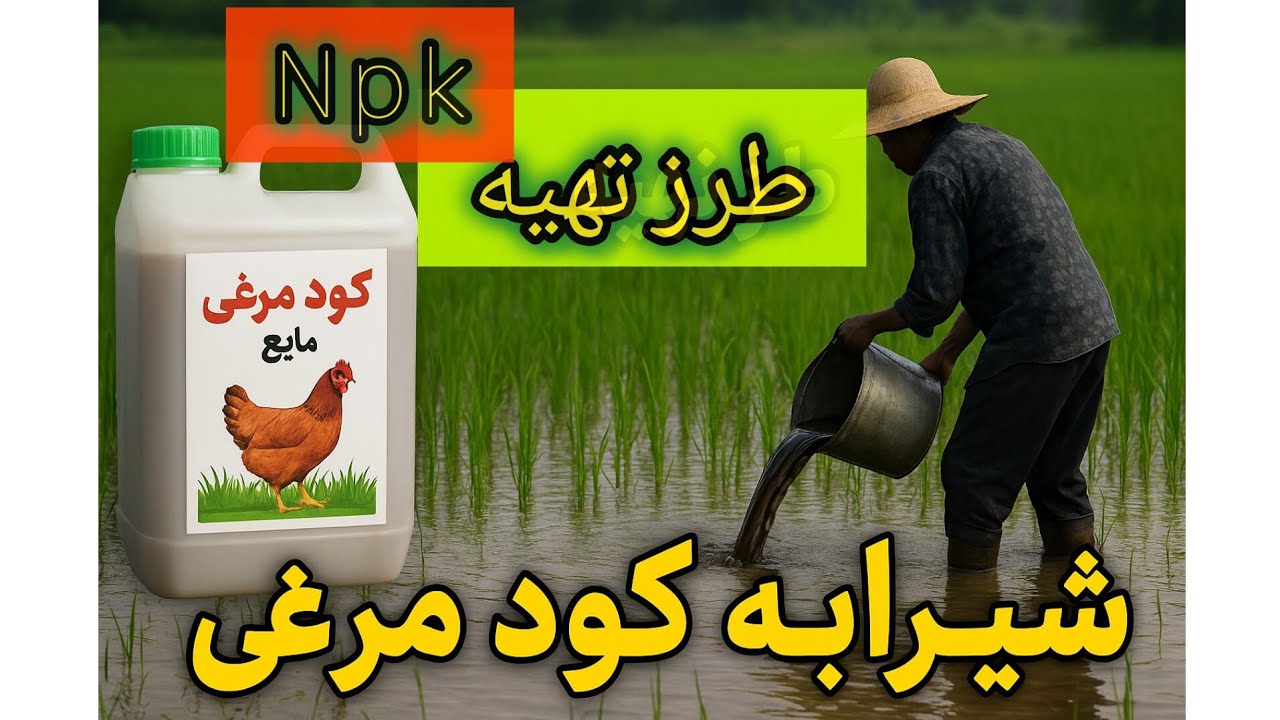 کود کامل#npk_fertilizer روش ساده تولید شیرابه کود مرغی