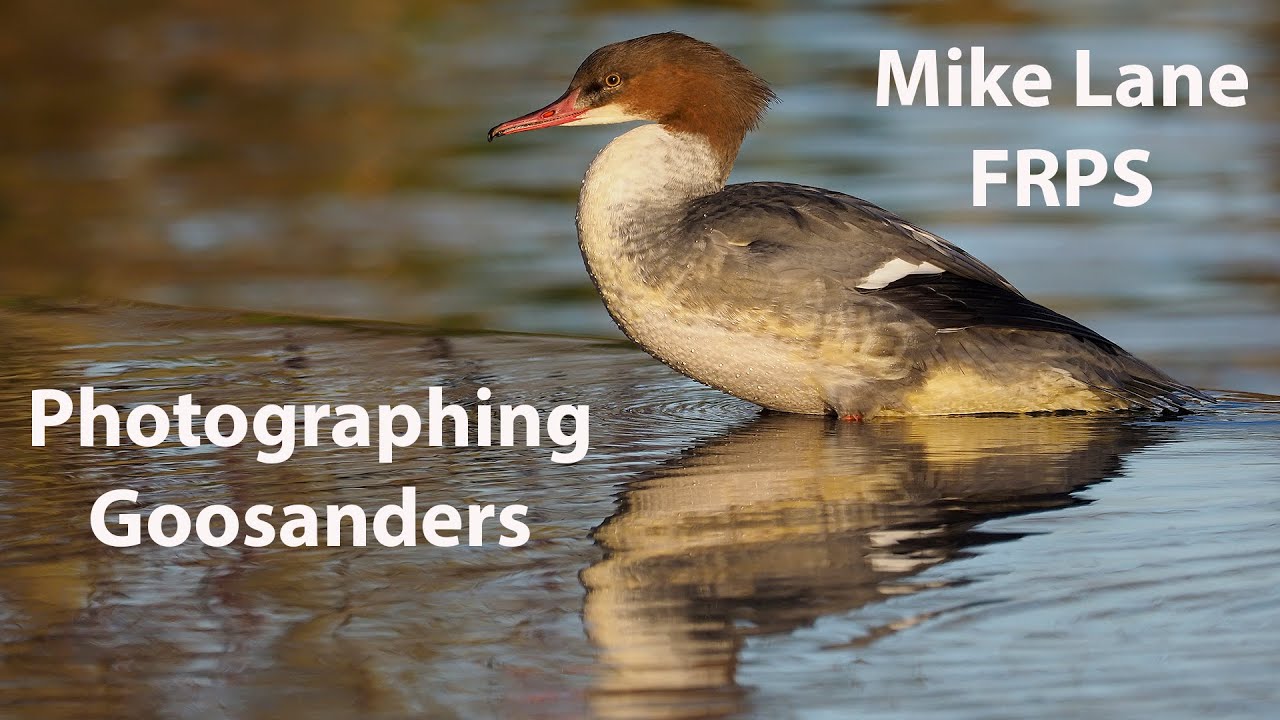 Goosander photography