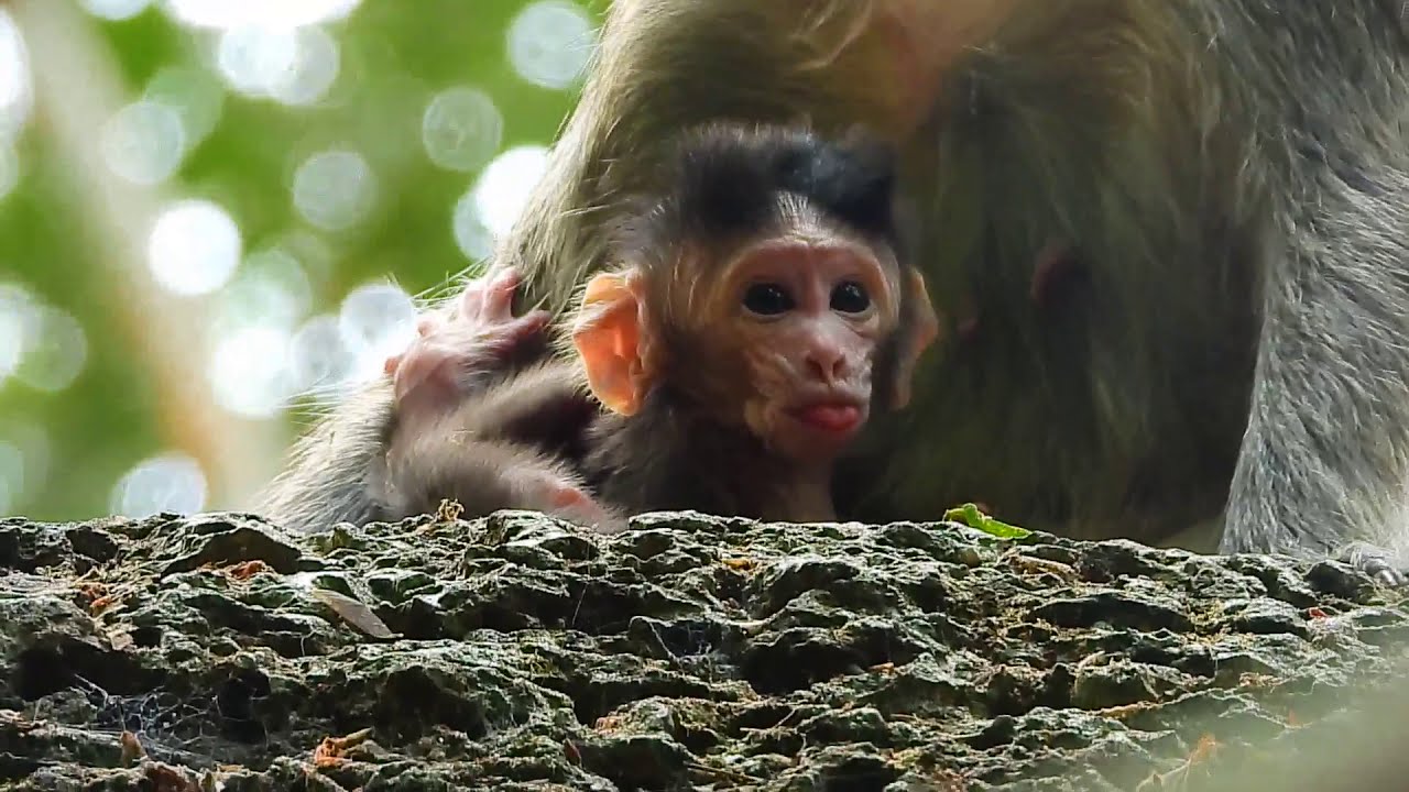 Casi got a newborn baby that his mother had abandoned,  but she wasn't as affectionate as her baby