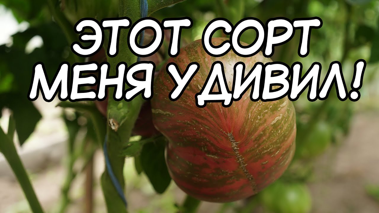 Сорт, который удивил! Томат Фестиваль Аделаиды (Томатный гном)