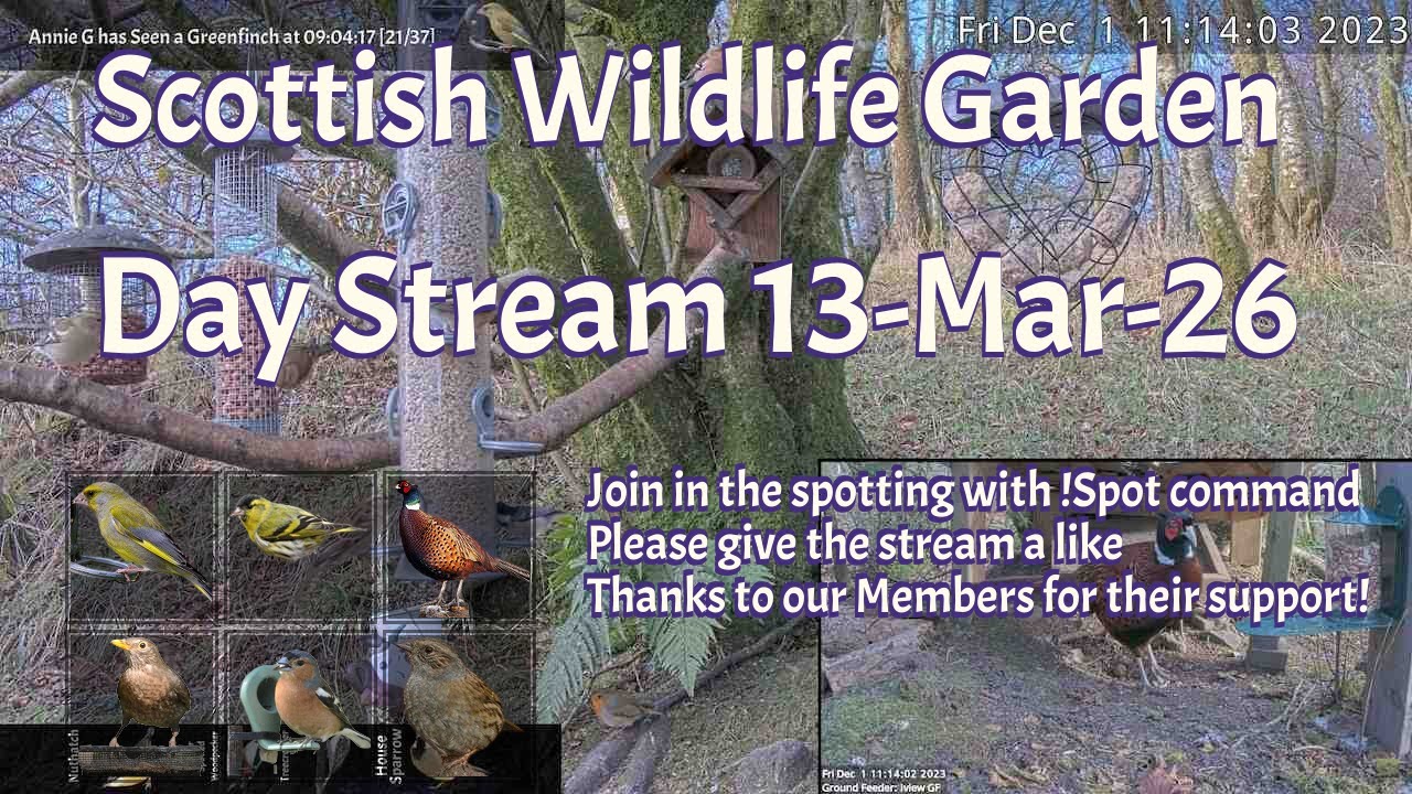 Day Stream March 13th 2026 | Bird Feeders, Wildlife Cameras Scotland UK from SWG