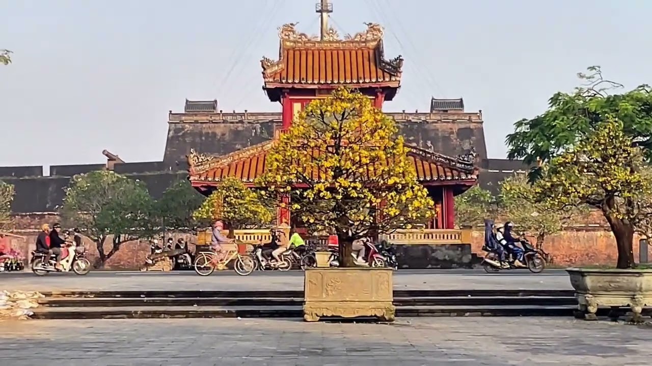 MAI VÀNG RỢP TRỜI TRƯỚC KINH THÀNH HUẾ SIÊU KHỦNG MAI VÀNG 2026