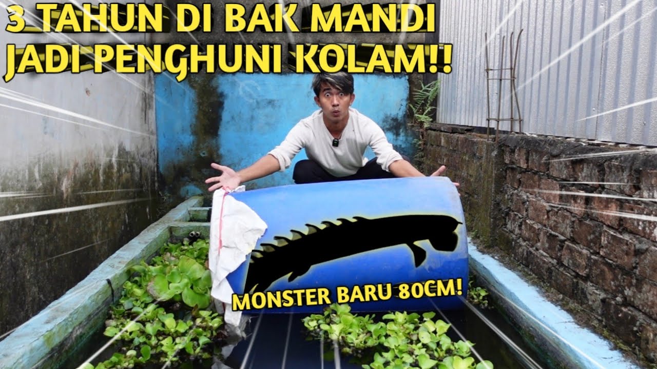 AKU EVAKUASI IKAN PREDATOR MONSTER DALAM BAK MANDI MILIK BOCIL SUBSCRIBER
