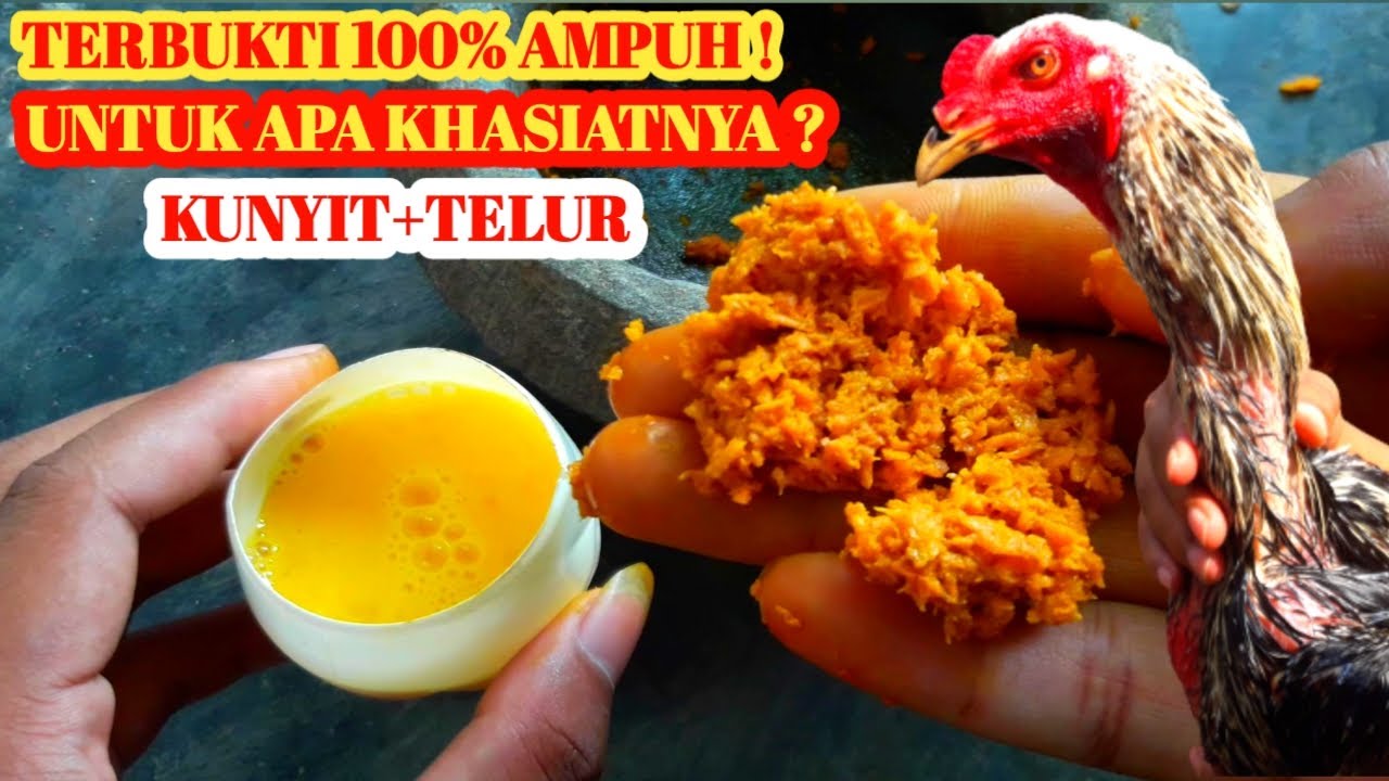 MANFAAT KUNYIT DAN TELUR UNTUK AYAM || MEMBUAT JAMU AYAM DARI KUNYIT