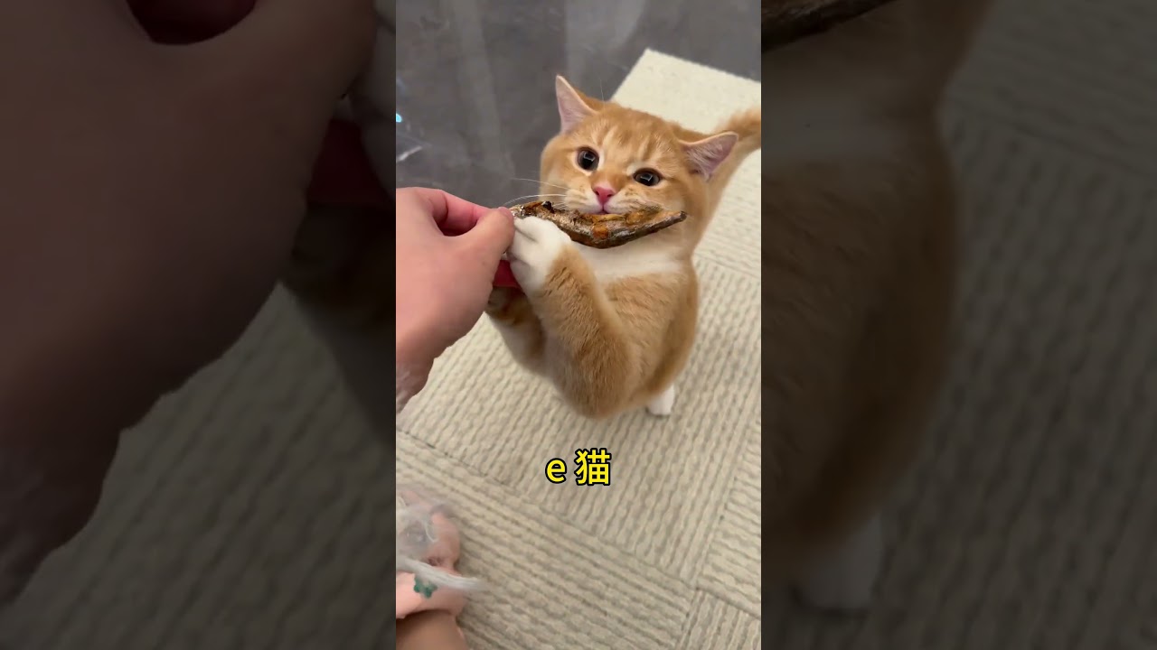 当E猫来I猫家做客&hellip;&hellip;#猫咪日记 #小奶猫的点点滴滴 #有猫人士的日常