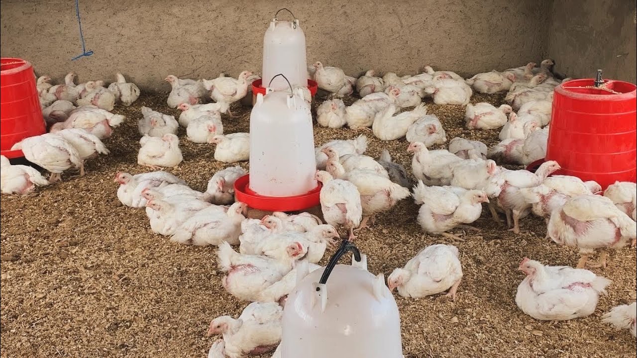 How to clean and disinfect your chicken house to have lower broiler mortality rate