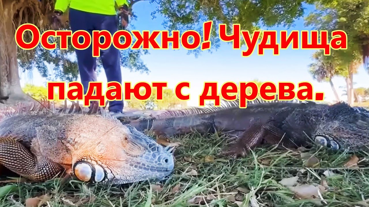США. Такое вы не видели! Ягоды в  ледяных капсулах и будь осторожен, с деревьев падают чудовища.