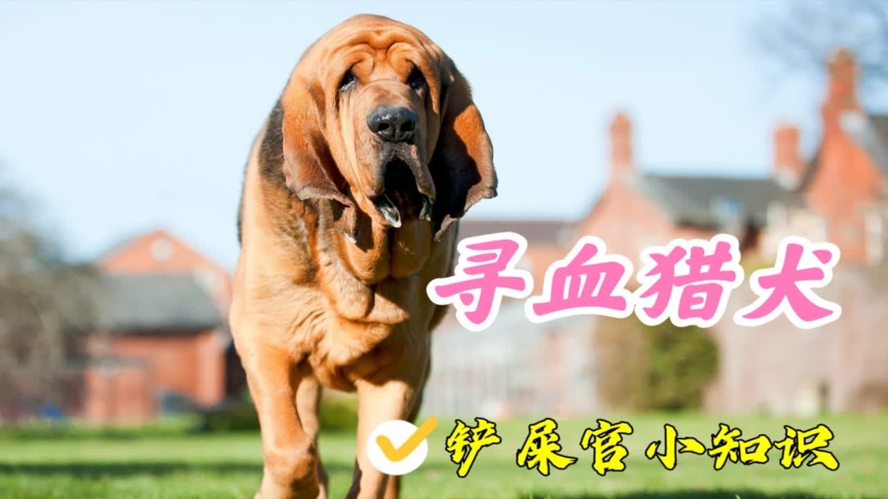拥有特异功能的犬中之神，寻血猎犬了解一下
