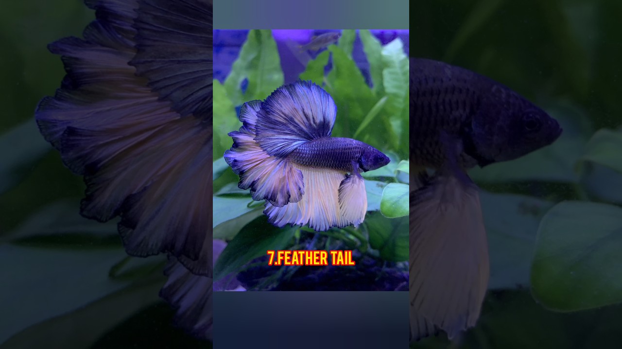 TOP 10 MOST BEAUTIFUL BETTA FISH IN THE World #top #trending #viral #viralshort #youtubeshort #short