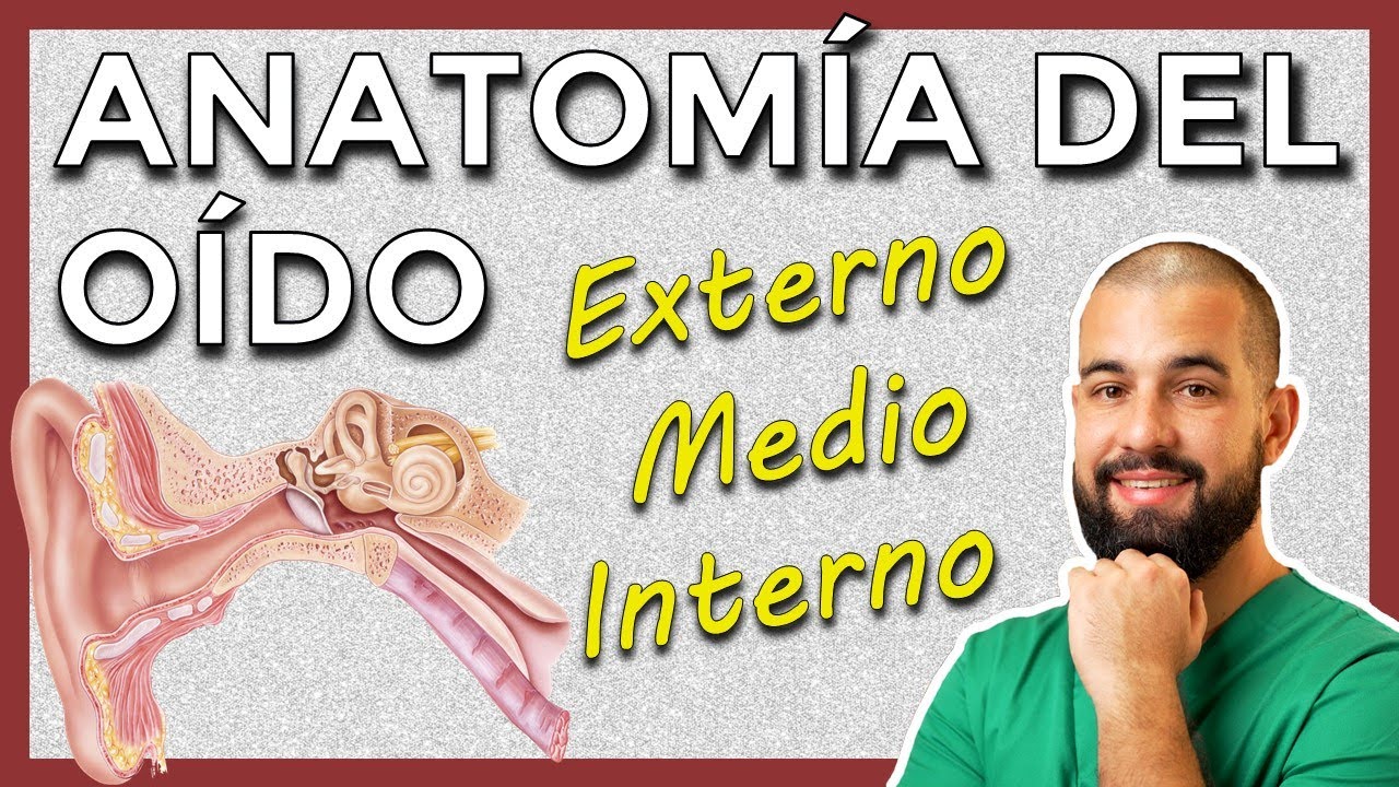 Anatomía del OÍDO externo, medio e interno