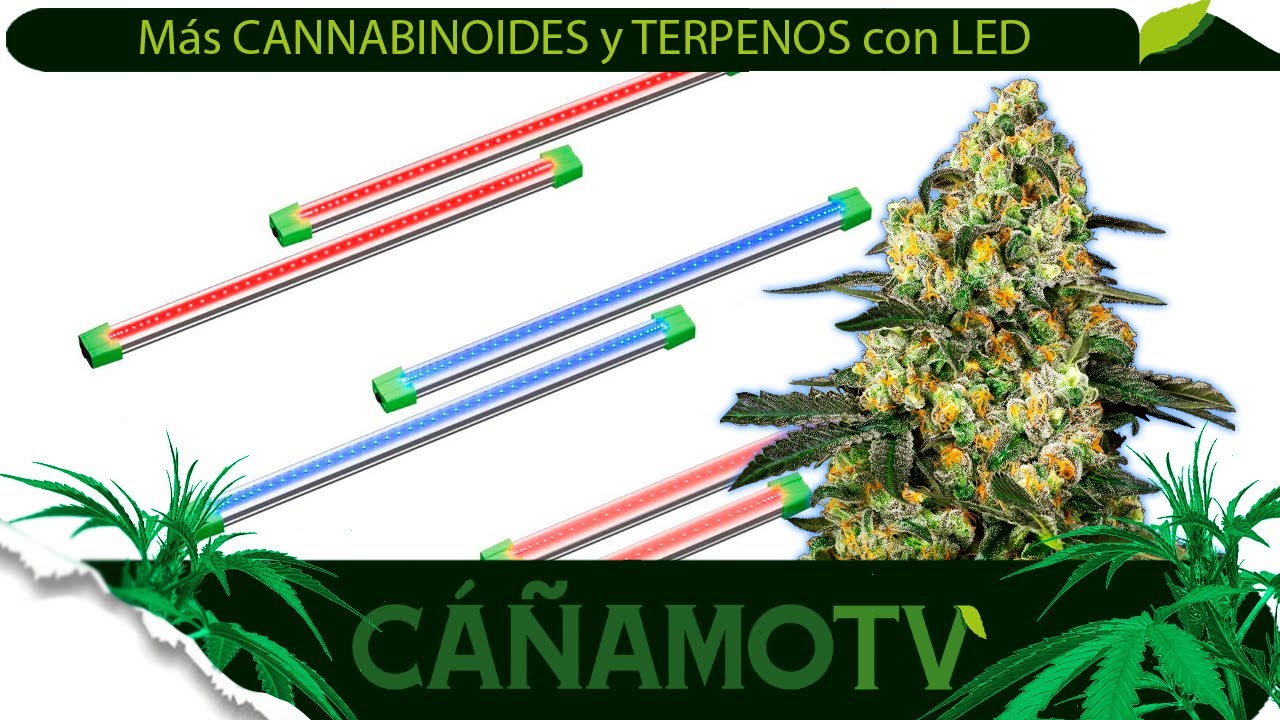 INFLUYE en la PRODUCCI&Oacute;N de CANNABINOIDES, TRICOMAS o TERPENOS con iluminaci&oacute;n LED Mars Hydro Adlite
