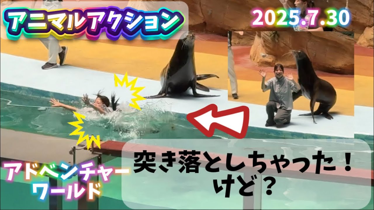 【お客さんをアシカが突き落としちゃった！】「アニマルアクション 2025.7.30 一回目公演【 #アドベンチャーワールド 】 #カリフォルニアアシカ 