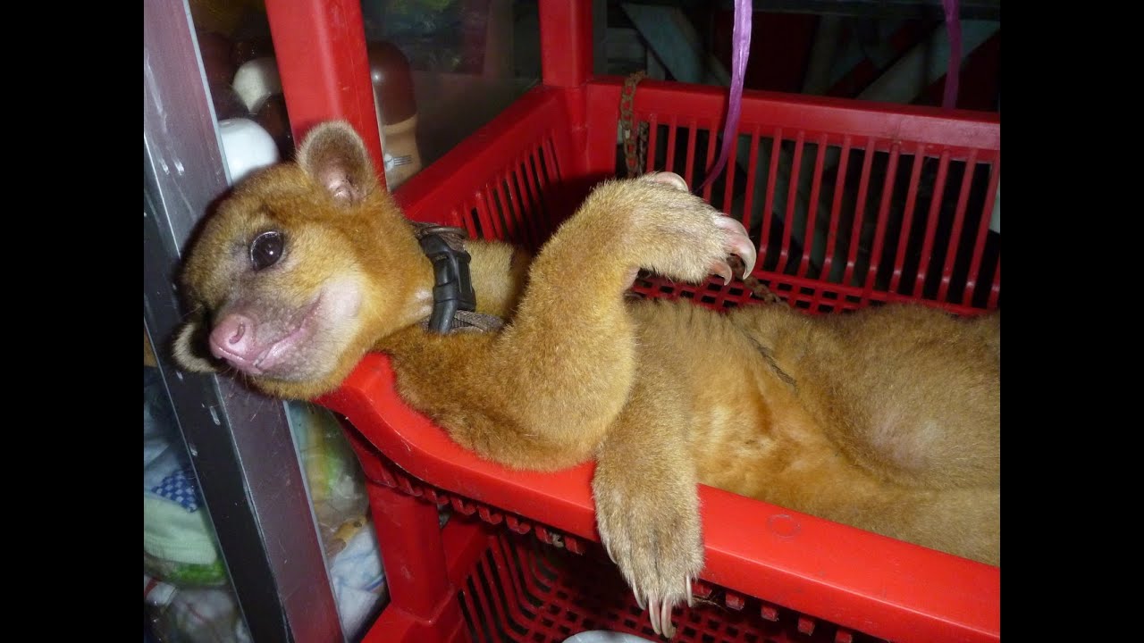Kinkajou - possibly the cutest animal in the world!