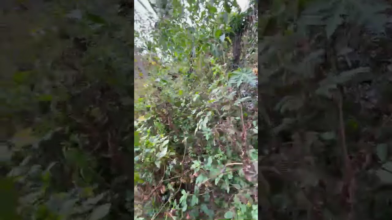 Nền nhà cũ ở lúc nhỏ đi học từ năm 1990 đến 2002