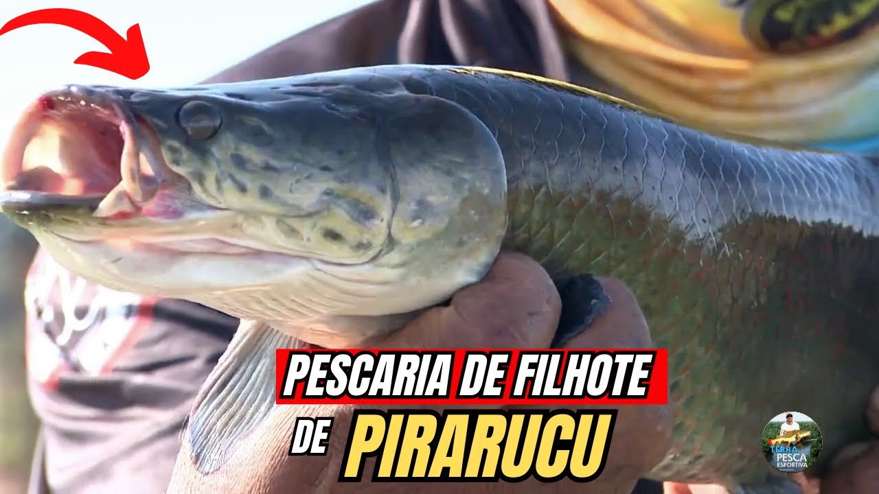 PIRARUCU INVADE O RIO GRANDE | E A NOSSA PESCARIA É ATRÁS DOS FILHOTES DESSE GIGANTE