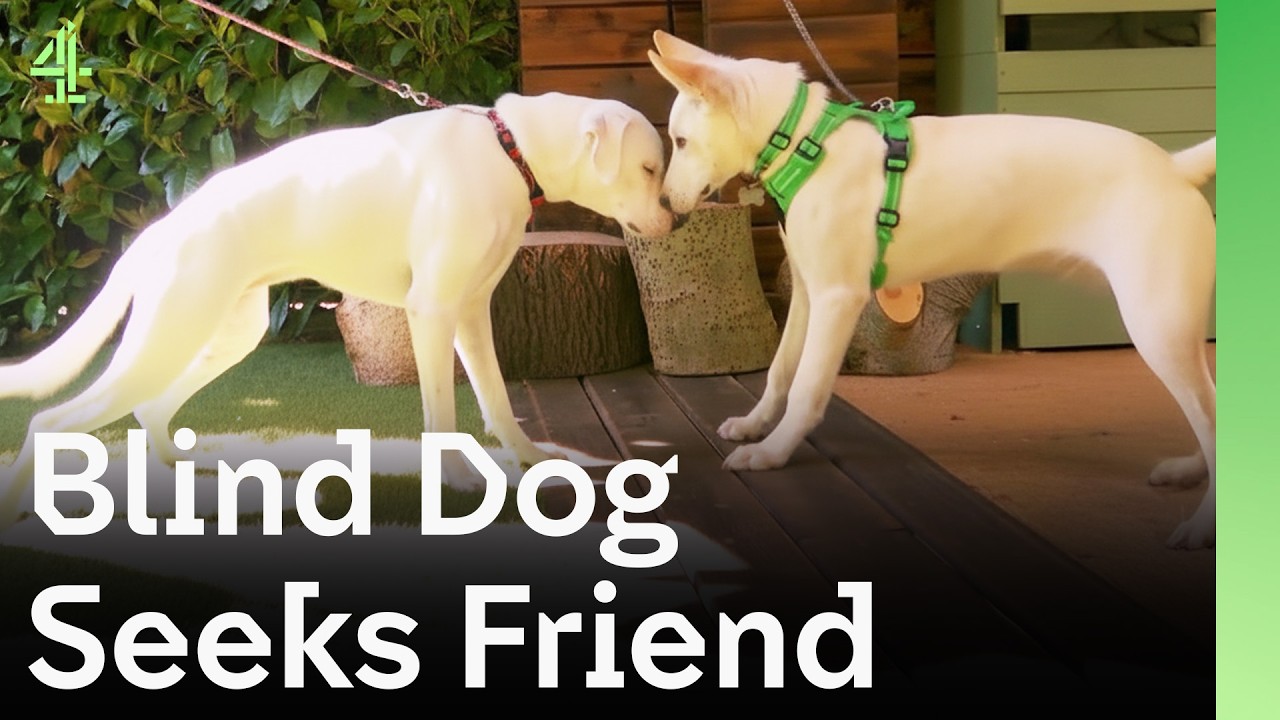 Blind Boxer Finds Soulmate | The Dog House 🐶