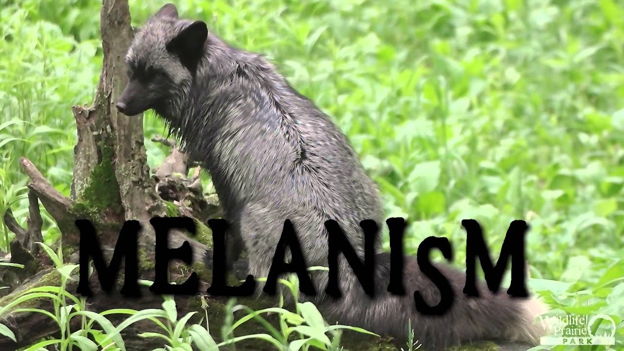 Animal Fact Friday at Wildlife Prairie Park- Silver Foxes