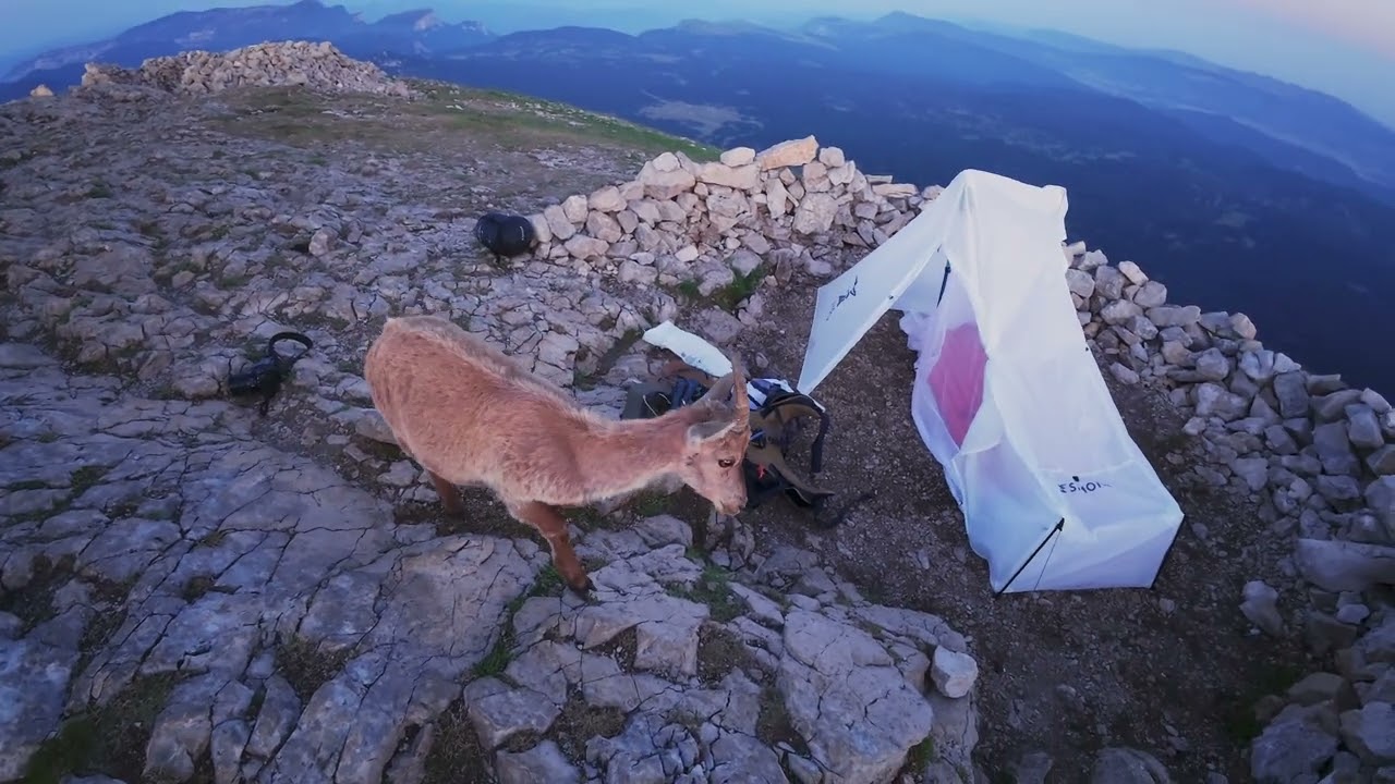 Bivouac au Grand Veymont du printemps à l'été au milieu des bouquetins