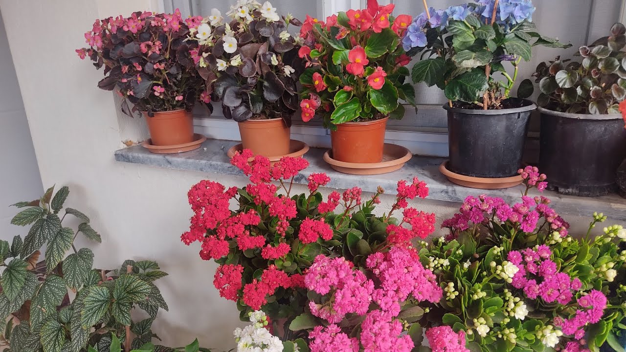 Balkon Çiçekleri|| Çiçek Bakımı ve Çoğaltılması|| Flowers