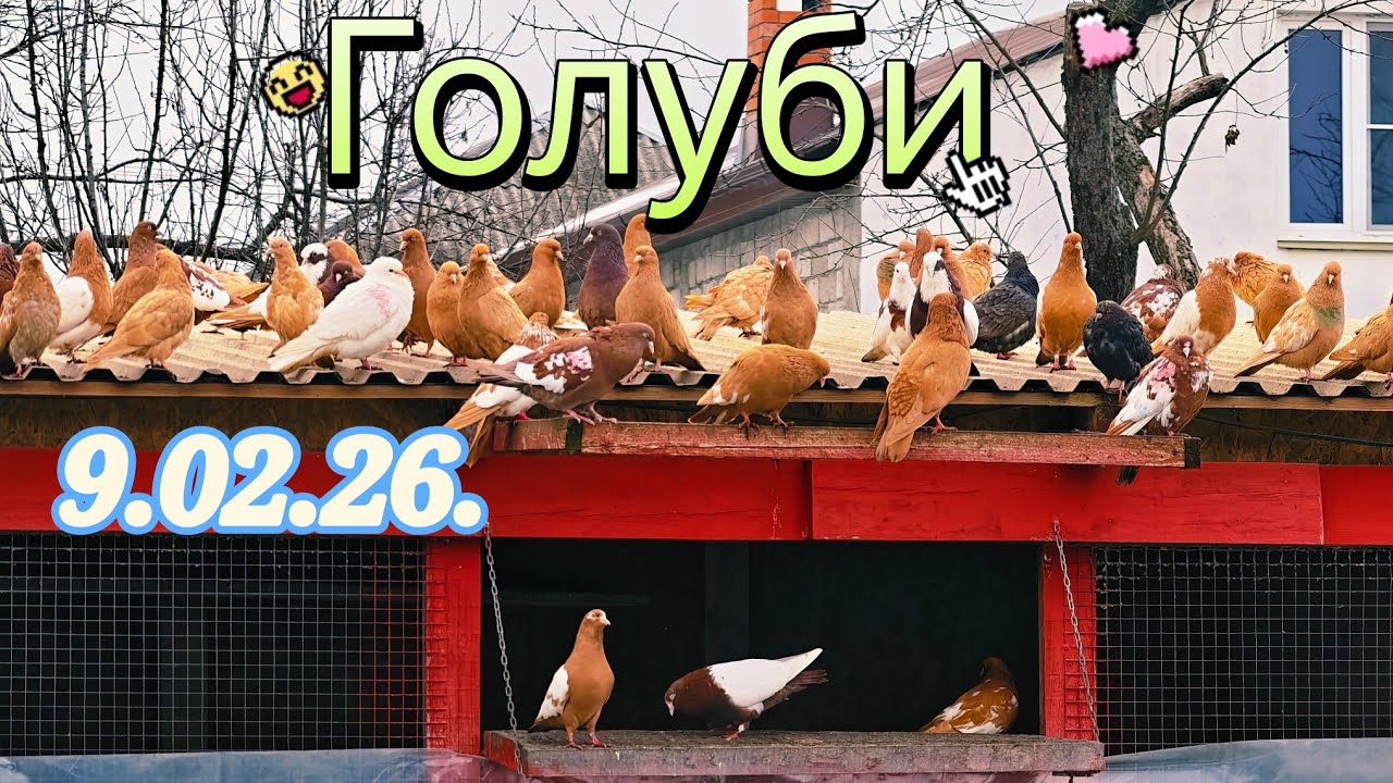 Голуби 9.02.26.