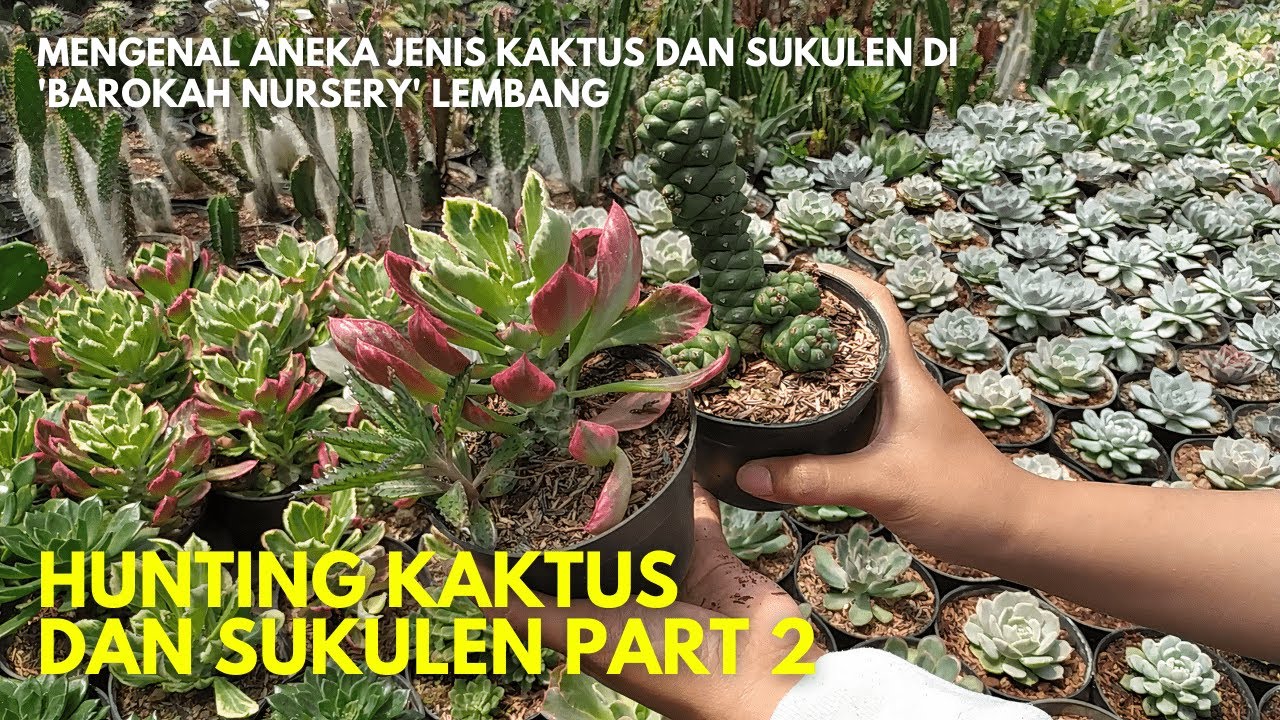 Mengenal Jenis-Jenis Sukulen, Kaktus, dan Euphorbia di Barokah Nursery Lembang Bandung