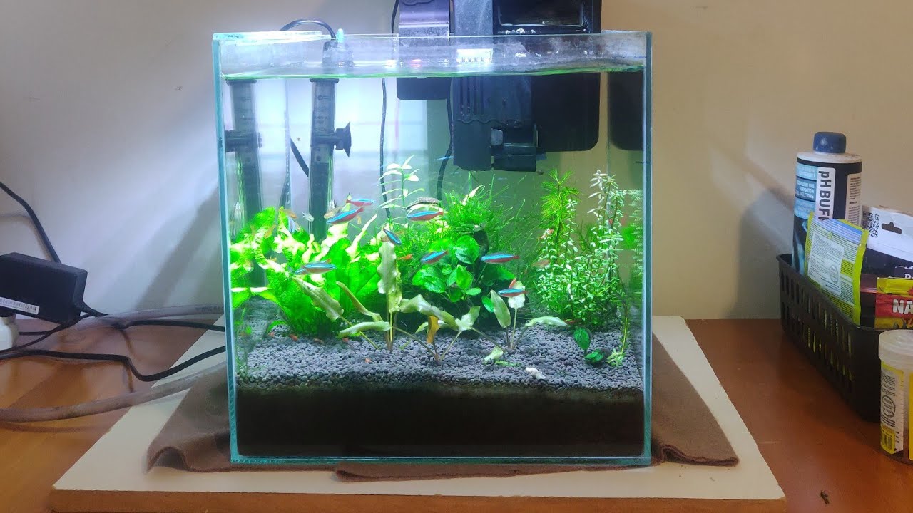 aquário cubo plantado 27 litros 30x30