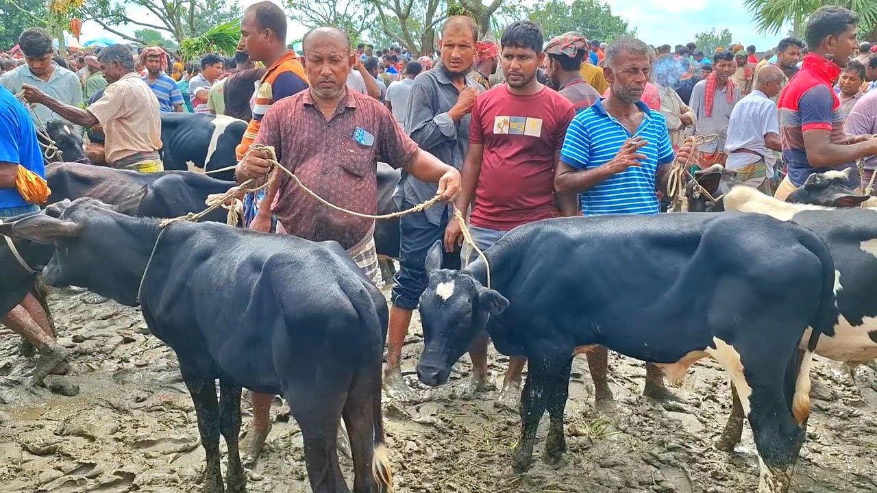 ১৯ ফেব্রুয়ারি 2026 | ফ্রিজিয়ান ও ক্রসজাতের ষাঁড় বাছুর গরুর দাম | রানীগঞ্জ হাট | থেকে 