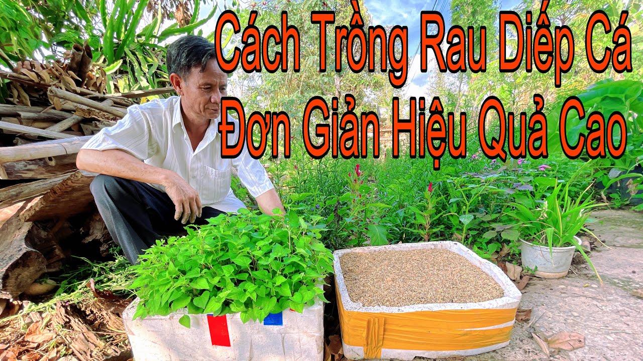 Bật Mí Bí Truyền Cách Trồng Rau Diếp Cá Hiệu Quả Cao Không Bị Chết Ít Người Biết