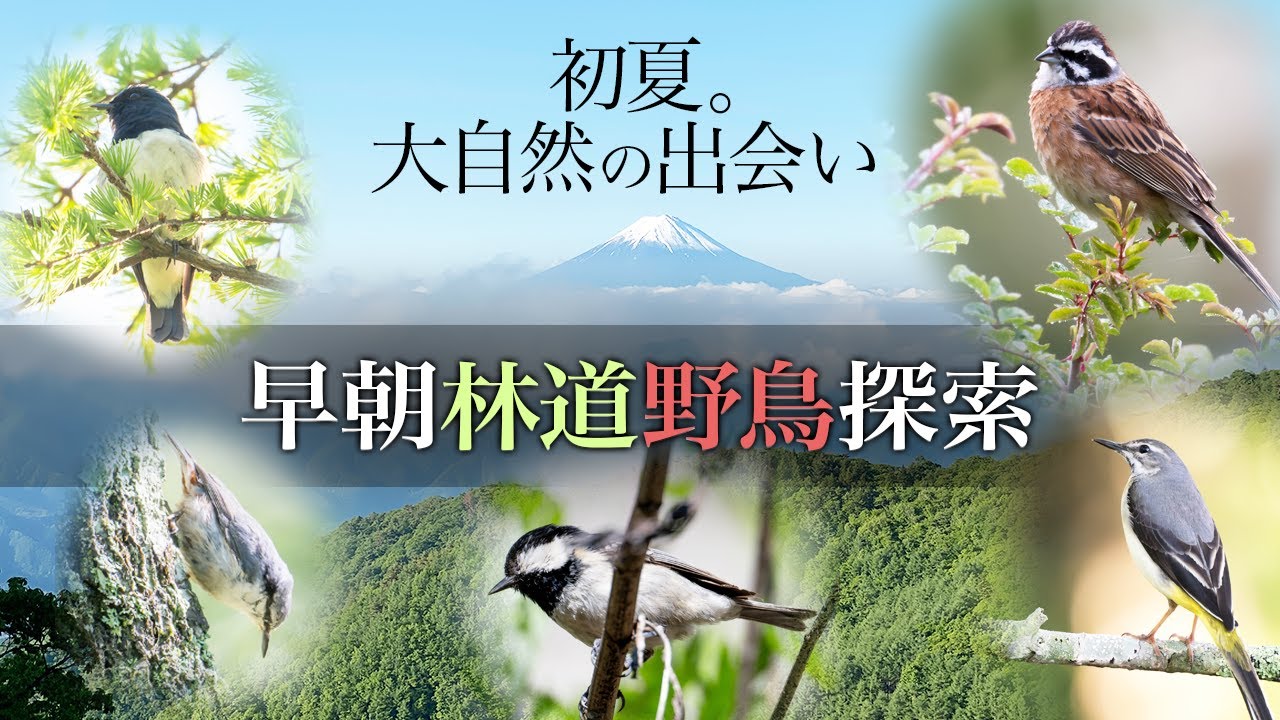 早朝の林道探鳥 [野鳥撮影] [バードウォッチング]