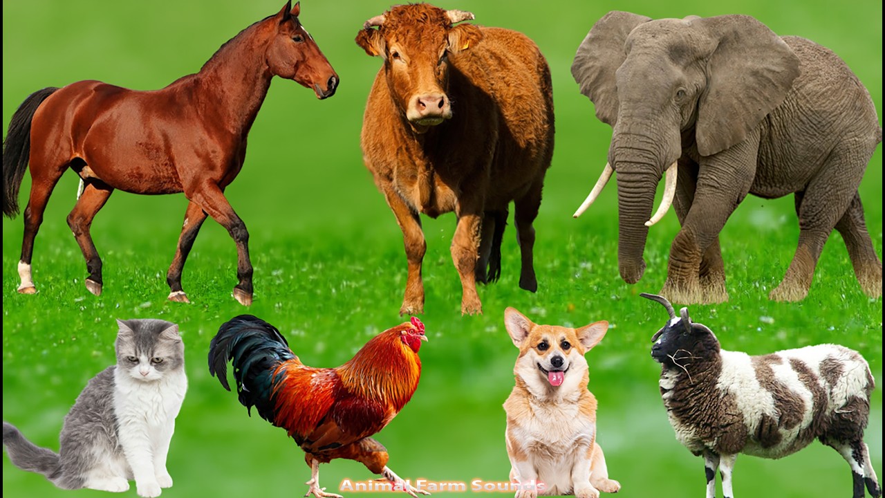 Cute Farm Animal Sounds: Horse, Pig, Duck, Cat, Goat, Sheep, Cow, Buffalo – Animal Sounds