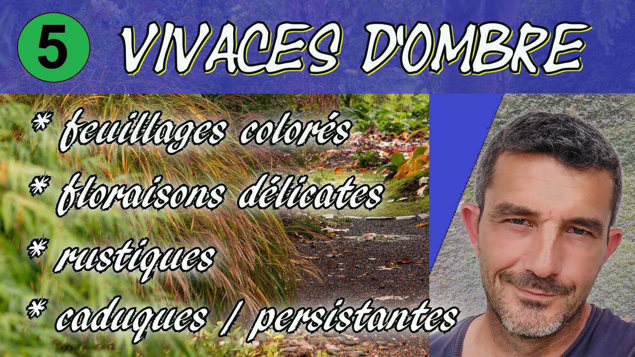 Vivaces faciles et belles pour l'ombre : 5 super plantes !