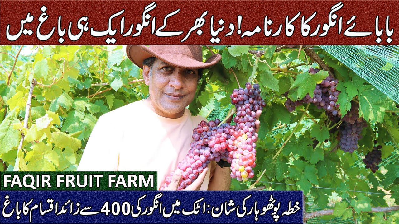 Exploring Exotic Grapes at Faqir Fruit Farm | Baba-e-Grapes of Pakistan | Arshad VLOG