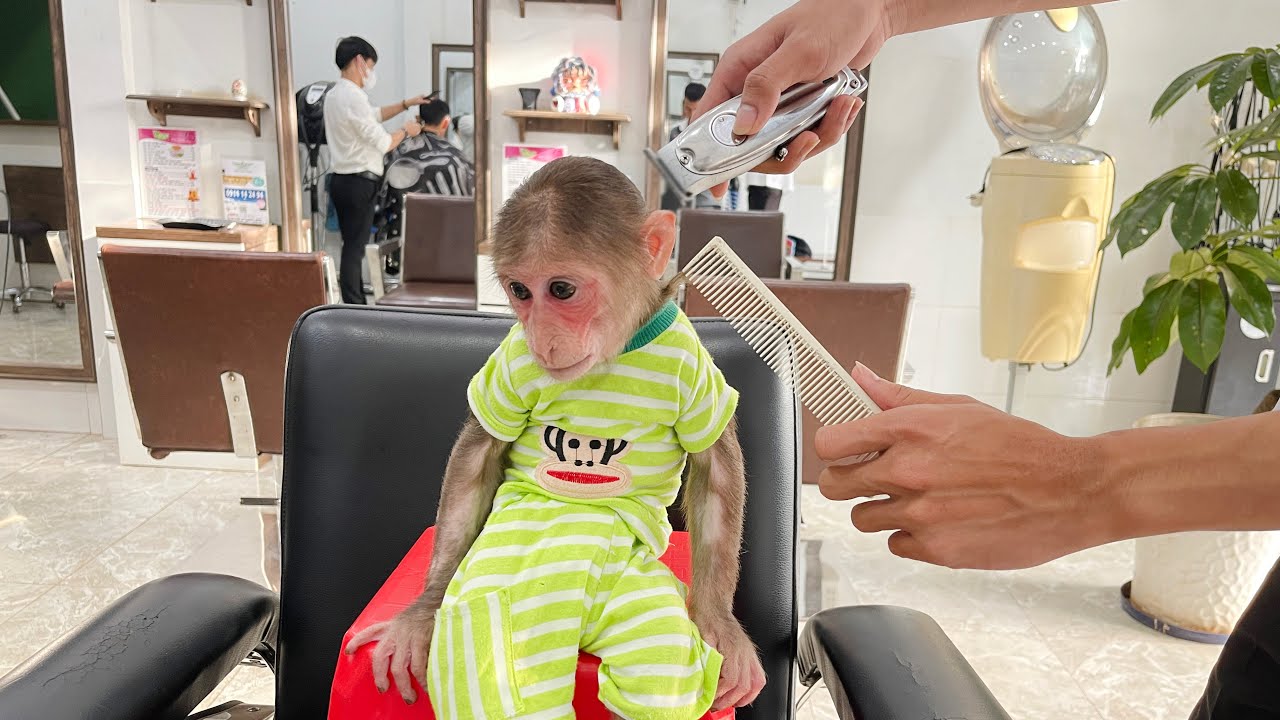 Monkey Cubis excited because Dad takes to get haircut!