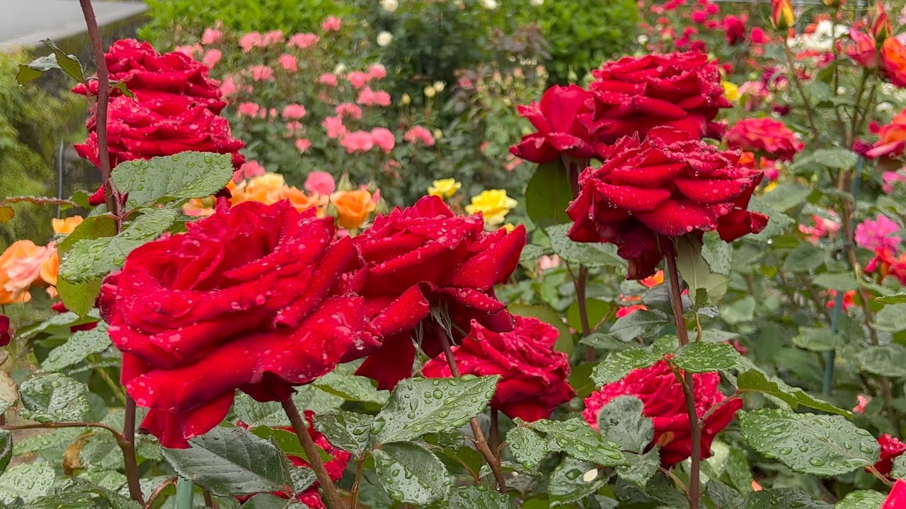 2022/05/12　超見頃です！　明間の名本薔薇園　〜愛媛県西予市〜