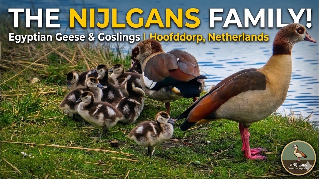Egyptian Geese & Goslings | Hoofddorp, Netherlands #Nijlgans (Alopochen aegyptiaca).
