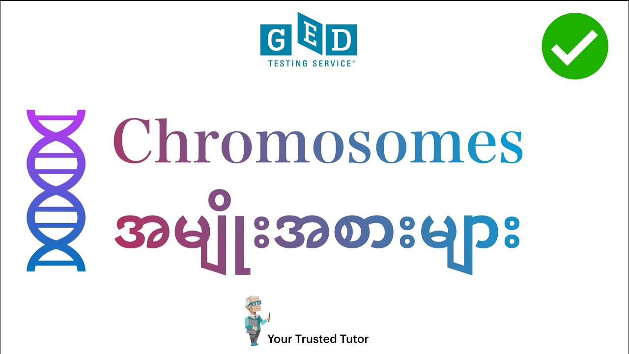 Types of Chromosomes | Chromosomes အမျိုးအစားများ GED Science lessons