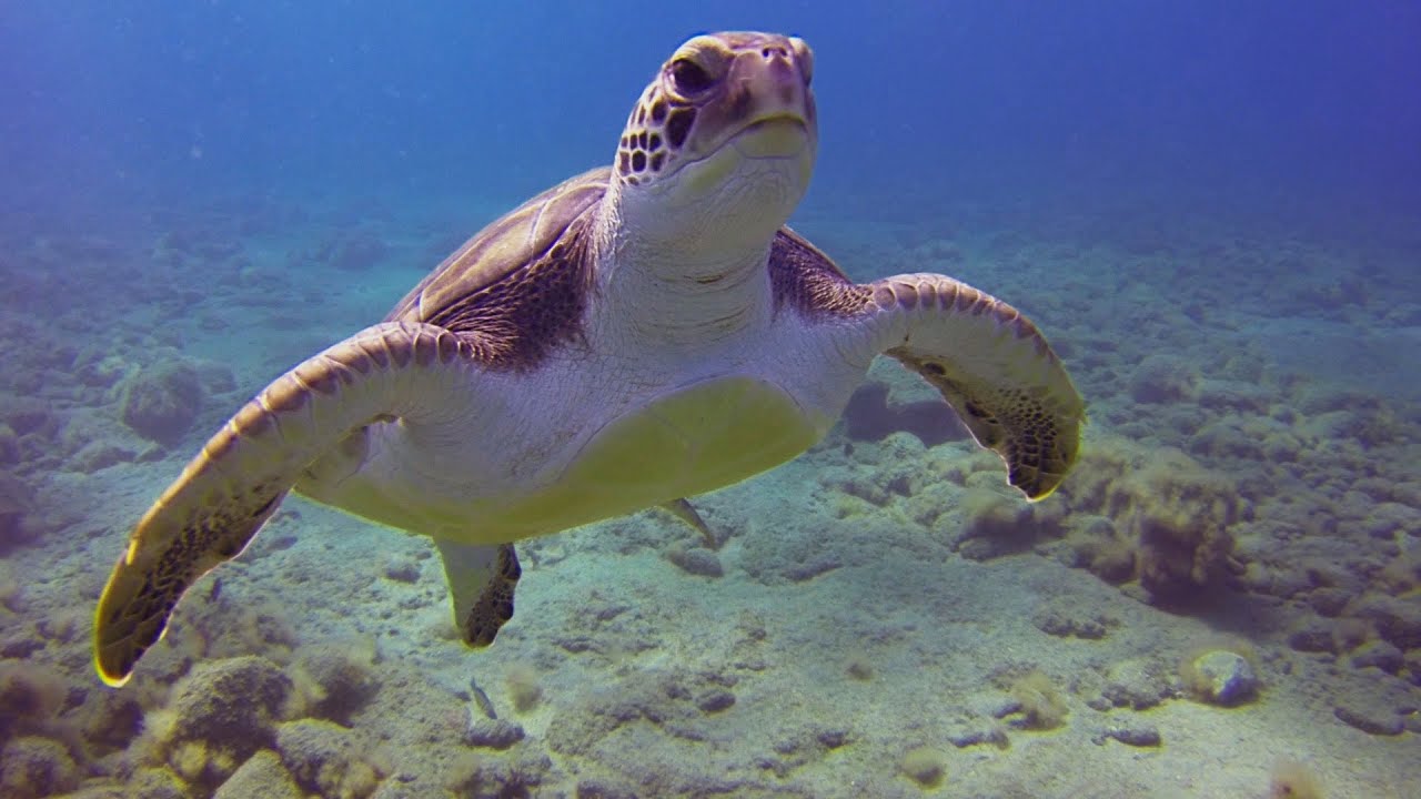 Tauchen Teneriffa - Playa Paraiso / El Puertito - Schildkröten