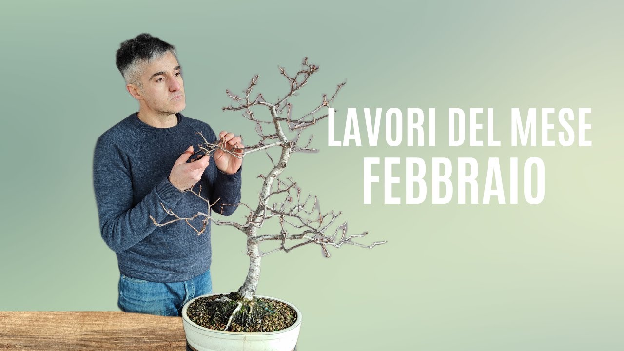 LAVORI DEL MESE, cosa fare a FEBBRAIO SUI BONSAI