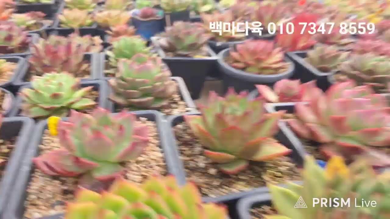 백마다육 라이브 방송