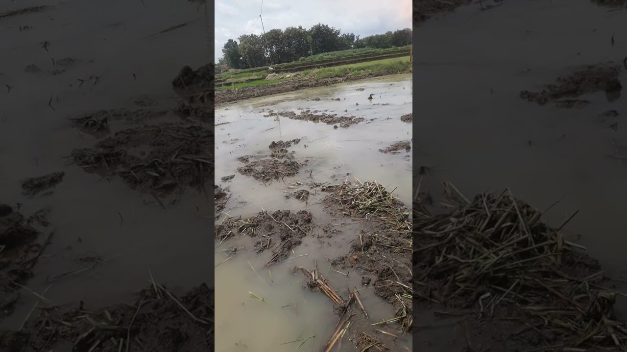 Aplikasi em4 aktif. Tanah lebih sehat, terhindar dari patogen. Tanah sehat panen Meningkat