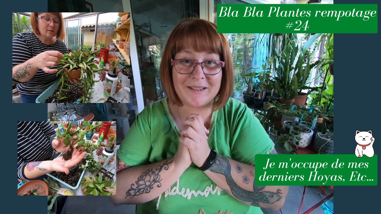 Bla Bla Plante#24🌿Je rempote mes derniers Hoyas et Caudex | Je reviens sur ma dernière vidéo Bla bla